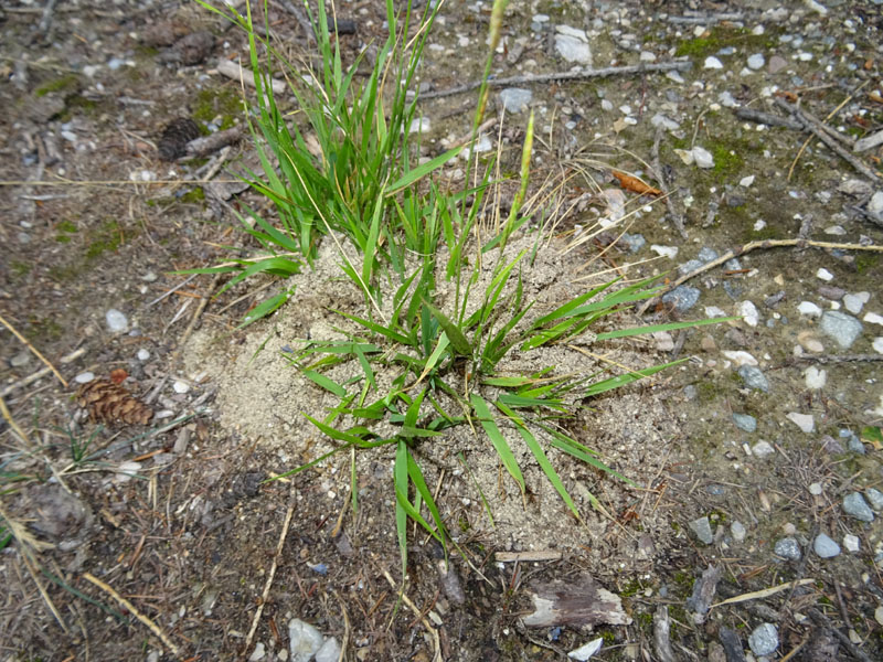 formiche : Genere Tetramorium